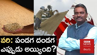 Paddy in Telangana: తెలంగాణలో వరి పంట చూట్టూ వివాదం నెలకొంది. వరి చుట్టూ అసలు సమస్య ఎక్కడుంది? | BBC