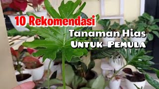 10 Rekomendasi Tanaman Hias Untuk Pemula || Pilih yang mana nih?