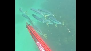 Spearfishing Kingfish East Coast Tasmania // 2 Fish 1 shot...Twice!