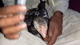 aseel murgy ko mota kayse karien | Liver treatment in poultry