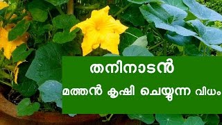 തനിനാടൻ മത്തൻ കൃഷി ചെയ്യുന്ന വിധം Organic Farming in Kerala