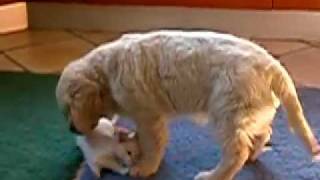 Tremendous fight between dog and cat