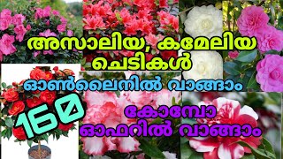 💮☘️🤩 ഇനിയും അസാലിയയും കമേലിയയും ഓൺലൈനിൽ വാങ്ങാം#reels #gardening