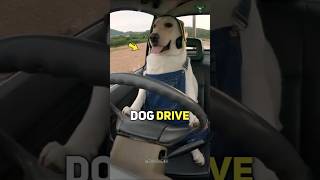 This Dog Drives Better Than Most Humans – A Unique Bond!