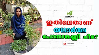 യഥാർത്ഥ പൊന്നാങ്കണ്ണി ചീര എങ്ങനെ തിരിച്ചറിയാം | Real Ponnankanni Cheera | Sulfath's Green Diary |