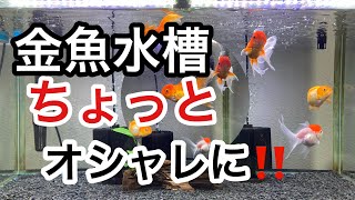 金魚水槽、水草で、インテリア的に‼️