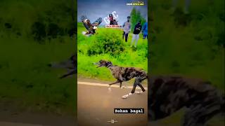 || DOG RACE MAHARASHTRA || #shortsvideo #youtubeshorts #ytshorts #youtube #shorts #love #like #vlog