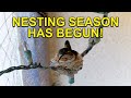 Vulnerable HUMMINGBIRD NEST Now Protected with Netting