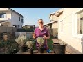 herbs how to grow curry plant