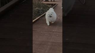 달려오는 #puppy #cute #happy #강아지 강아지