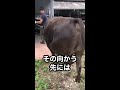 【食肉の過程】牛の出荷