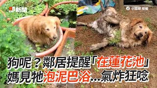 闖「鄰居家蓮花池」泡泥巴浴！媽氣炸：黃金「劣」犬｜寵物動物｜黃金獵犬｜精選影片