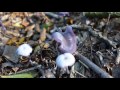 amethyst deceiver laccaria amethystina