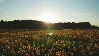 Sunflower field in Pälkäne Finland