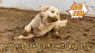 A 6-month Golden Retriever's daily routine.