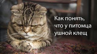 Ушной клещ у кошки