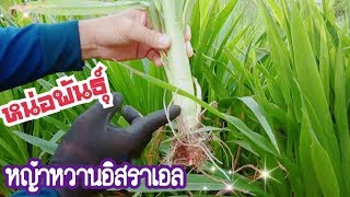 หน่อพันธุ์หญ้าหวานอิสราเอล หญ้าโปรตีนสูง / OK FINZ / OK FARM