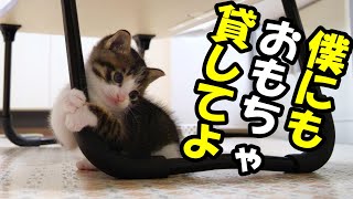 悲しそうな表情でおもちゃを見つめる子猫とおもちゃを独り占めする子猫【赤ちゃん猫　保護猫】