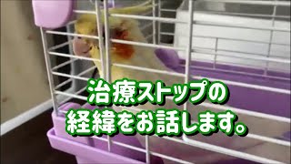 副鼻腔炎、最終、治療⁉️今日から、薬は飲みません　【きなこのお父さんのHOW TO BIRD】オカメインコと愉快な仲間たち