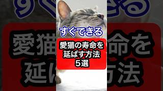 【すぐできる】愛猫の寿命を延ばす方法を獣医師が解説 #保護猫 #猫 #猫のいる暮らし #ねこ #ネコ #獣医師