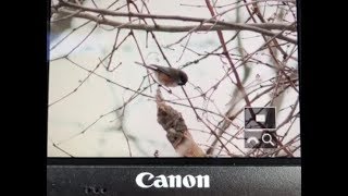 Boreal Chickadee in NJ