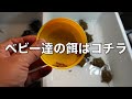 とんぶり市　出品生体の紹介　〜かめぞー☆ちゃんねる　105クラッチ目〜