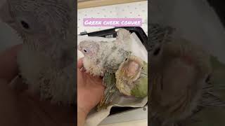 ウロコインコ 雛達　もこもこ　#shorts