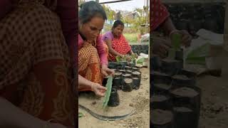 Dragon fruit||planting materials production#short#dragonfruit