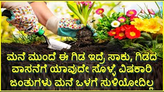 ಮನೆ ಹತ್ತಿರ ಈ ಗಿಡ ಇದ್ರೆ ಸಾಕು ಯಾವುದೇ ಸೊಳ್ಳೆಗಳು ವಿಷಕಾರಿ ಜಂತುಗಳು ಮನೆ ಒಳಗೆ ಸುಳಿಯೋದಿಲ್ಲ Mosquito Repellent