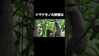 【すごい】意外と知らない動物たちの雑学 #shorts #雑学  #動物