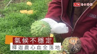 冬天氣溫偏高 鳳梨釋迦落果慘兮兮