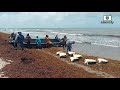 Distrito Naval Caribe ocupó y retornó al mar a 26 tortugas verdes en veda en Sandy Bay Sirpi