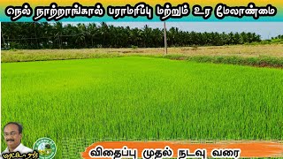 நெல் நாற்றாங்கால் பராமரிப்பு மற்றும் உர மேலாண்மை #Brittoraj