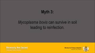 The myth that Mycoplasma bovis can survive in soil, leading to reinfection