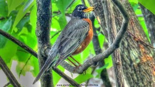 American Robin Singing a Song