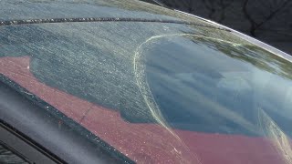 Yellow everything, everywhere: High pollen production impacting allergy sufferers