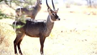 Beautiful Waterbuck video-4k Nature (Ultra HD) | Nature's Sweet Tales.