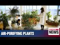 Korean researchers find more plant species that improve indoor air quality