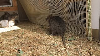 【Quokka】クオッカが映ったらラッキーな突発ライブカメラ！