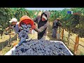 Harvest Wine Grape, Amazing New Agriculture Technology, Traditional Wine Making Processing