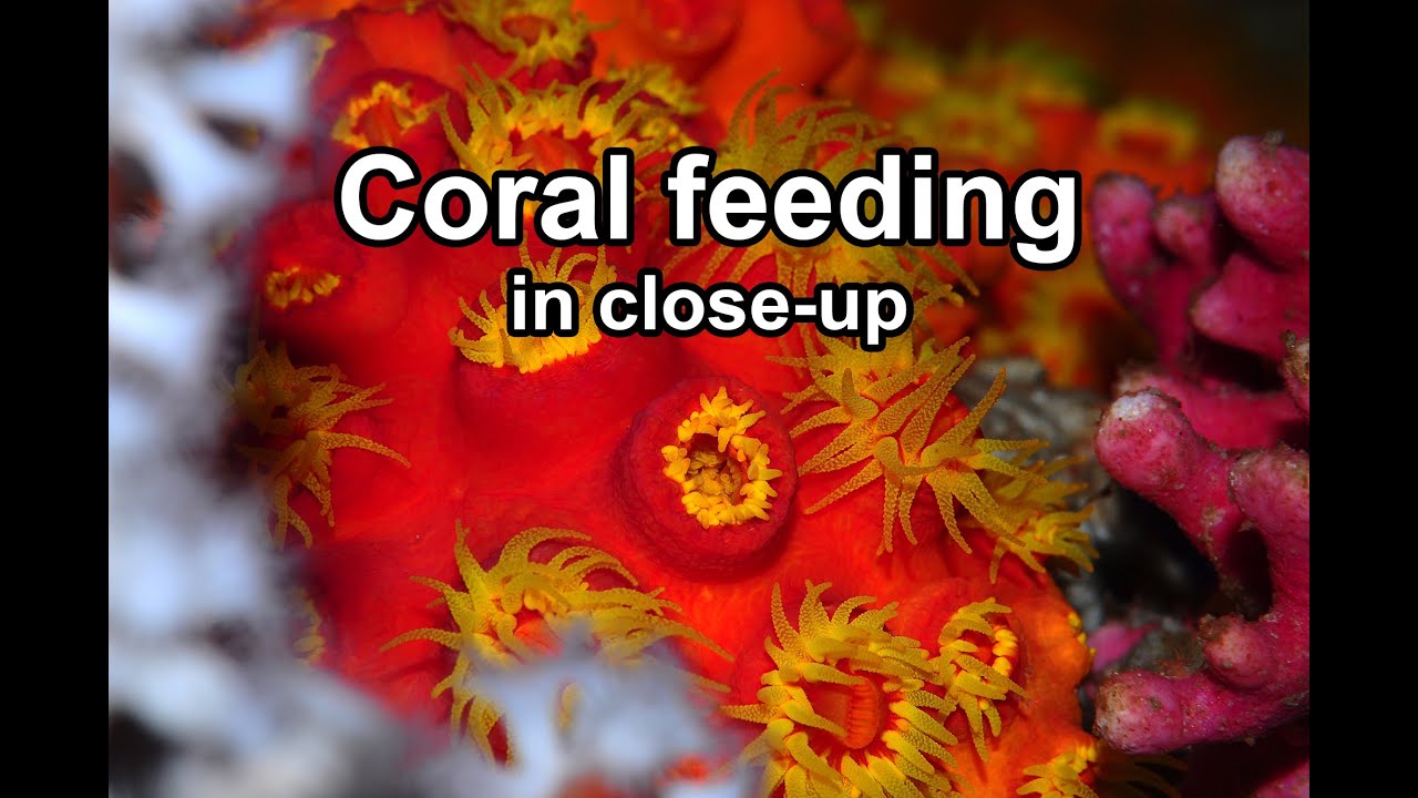 Coral Feeding In Close-up - YouTube