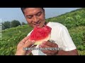 夫妻俩湖北地里拉西瓜🍉结果意想不到，亏大了。 记录真实生活 vlog日常 西瓜 摆摊 夫妻