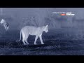 Африканские охотники africa s hunters Последыш 4 серия 4k