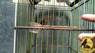 Jongkangan Cingcoang Coklat Trotol Gacor