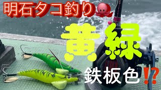 【明石タコ釣り】タコエギ色、今年も当たりカラーはこれ！？