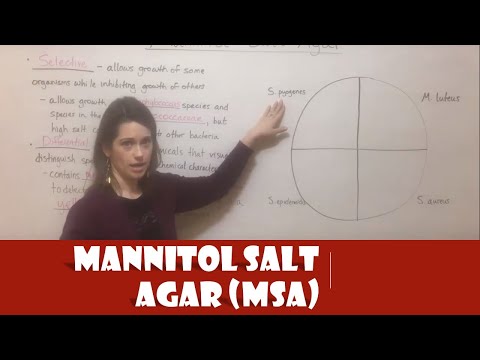 Does Staphylococcus Grow on mannitol salt agar?