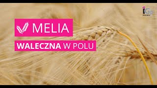 🌱 Jęczmień ozimy MELIA