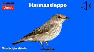 Harmaasieppo - Muscicapa striata - Spotted Flycatcher - grå flugsnappare - MUSSTR