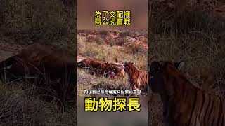 為了交配權，兩公虎奮戰母虎呆在一旁觀望#動物世界 #老虎