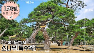 190번 ' 홍 송 ' 소나무 특수목 ㅣ 울산광역시